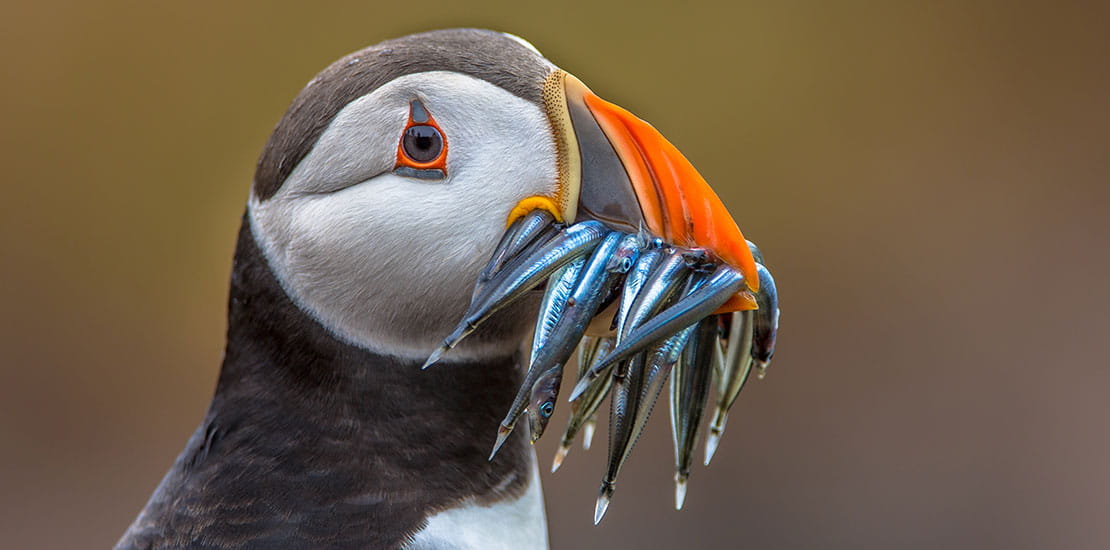 A puffin holding fish in its mouth